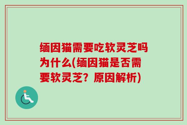 缅因猫需要吃软灵芝吗为什么(缅因猫是否需要软灵芝?原因解析) 缅因猫需要吃软灵芝吗为什么(缅因猫是否需要软灵芝?原因解析)