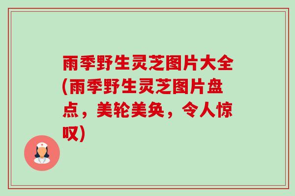 雨季野生灵芝图片大全(雨季野生灵芝图片盘点,美轮美奂,令人惊叹) 雨季野生灵芝图片大全(雨季野生灵芝图片盘点,美轮美奂,令人惊叹)