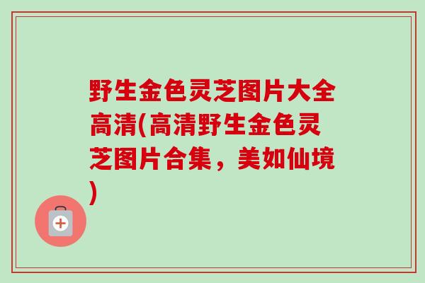 野生金色灵芝图片大全高清(高清野生金色灵芝图片合集,美如仙境) 野生金色灵芝图片大全高清(高清野生金色灵芝图片合集,美如仙境)