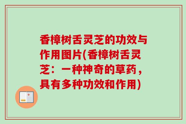香樟树舌灵芝的功效与作用图片(香樟树舌灵芝:一种神奇的草药,具有多种功效和作用) 香樟树舌灵芝的功效与作用图片(香樟树舌灵芝:一种神奇的草药,具有多种功效和作用)
