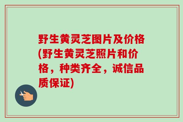 野生黄灵芝图片及价格(野生黄灵芝照片和价格,种类齐全,诚信品质保证) 野生黄灵芝图片及价格(野生黄灵芝照片和价格,种类齐全,诚信品质保证)