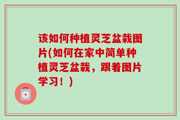 该如何种植灵芝盆栽图片(如何在家中简单种植灵芝盆栽,跟着图片学习!) 该如何种植灵芝盆栽图片(如何在家中简单种植灵芝盆栽,跟着图片学习!)