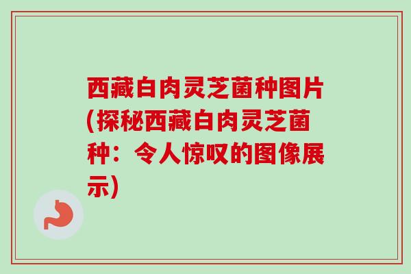西藏白肉灵芝菌种图片(探秘西藏白肉灵芝菌种:令人惊叹的图像展示) 西藏白肉灵芝菌种图片(探秘西藏白肉灵芝菌种:令人惊叹的图像展示)