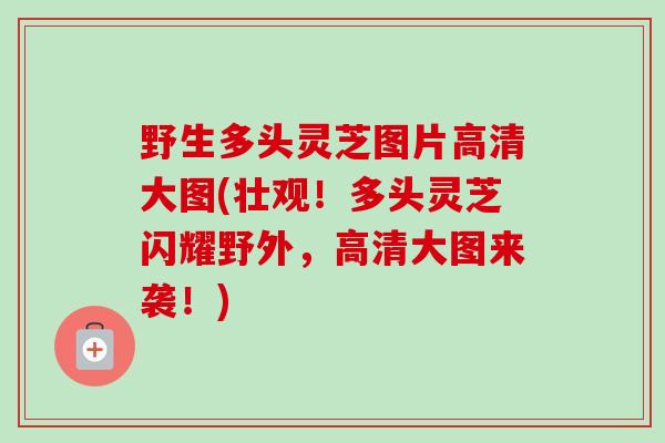 野生多头灵芝图片高清大图(壮观!多头灵芝闪耀野外,高清大图来袭!) 野生多头灵芝图片高清大图(壮观!多头灵芝闪耀野外,高清大图来袭!)