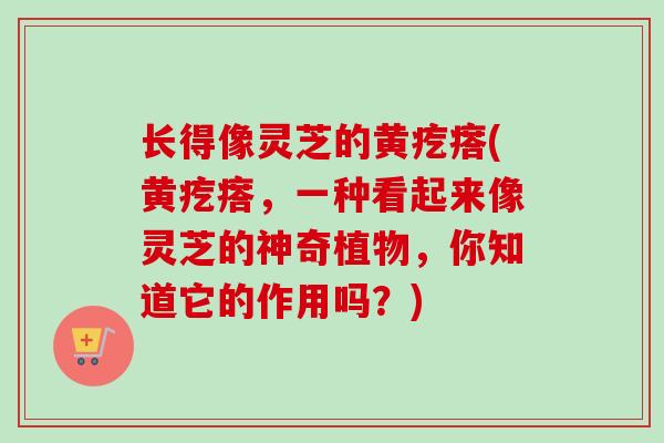 长得像灵芝的黄疙瘩(黄疙瘩,一种看起来像灵芝的神奇植物,你知道它的作用吗?) 长得像灵芝的黄疙瘩(黄疙瘩,一种看起来像灵芝的神奇植物,你知道它的作用吗?)