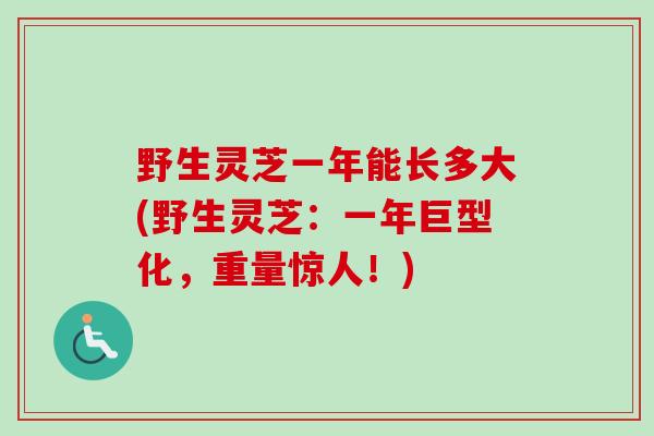 野生灵芝一年能长多大(野生灵芝:一年巨型化,重量惊人!) 野生灵芝一年能长多大(野生灵芝:一年巨型化,重量惊人!)
