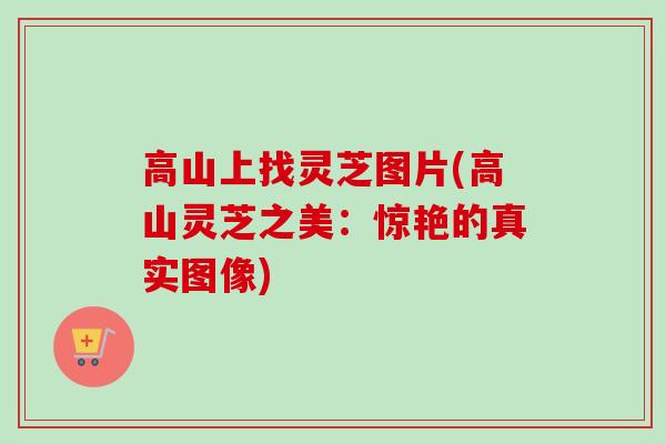 高山上找灵芝图片(高山灵芝之美:惊艳的真实图像) 高山上找灵芝图片(高山灵芝之美:惊艳的真实图像)