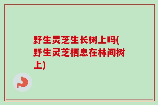 野生灵芝生长树上吗(野生灵芝栖息在林间树上) 野生灵芝生长树上吗(野生灵芝栖息在林间树上)