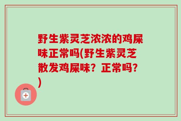野生紫灵芝浓浓的鸡屎味正常吗(野生紫灵芝散发鸡屎味?正常吗?) 野生紫灵芝浓浓的鸡屎味正常吗(野生紫灵芝散发鸡屎味?正常吗?)