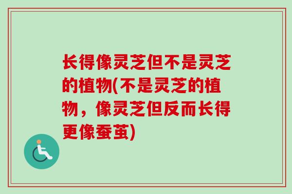 长得像灵芝但不是灵芝的植物(不是灵芝的植物,像灵芝但反而长得更像蚕茧) 长得像灵芝但不是灵芝的植物(不是灵芝的植物,像灵芝但反而长得更像蚕茧)
