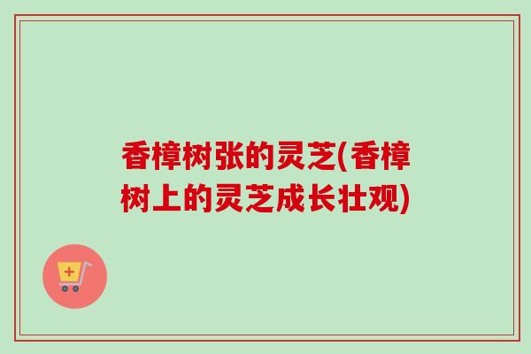 香樟树张的灵芝(香樟树上的灵芝成长壮观) 香樟树张的灵芝(香樟树上的灵芝成长壮观)