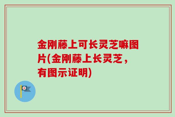 金刚藤上可长灵芝嘛图片(金刚藤上长灵芝,有图示证明) 金刚藤上可长灵芝嘛图片(金刚藤上长灵芝,有图示证明)