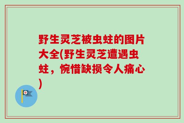 野生灵芝被虫蛀的图片大全(野生灵芝遭遇虫蛀,惋惜缺损令人痛心) 野生灵芝被虫蛀的图片大全(野生灵芝遭遇虫蛀,惋惜缺损令人痛心)
