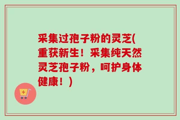 采集过孢子粉的灵芝(重获新生!采集纯天然灵芝孢子粉,呵护身体健康!) 采集过孢子粉的灵芝(重获新生!采集纯天然灵芝孢子粉,呵护身体健康!)
