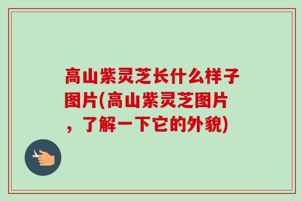 高山紫灵芝长什么样子图片(高山紫灵芝图片,了解一下它的外貌) 高山紫灵芝长什么样子图片(高山紫灵芝图片,了解一下它的外貌)