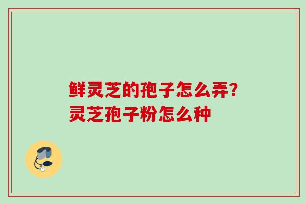 鲜灵芝的孢子怎么弄？灵芝孢子粉怎么种