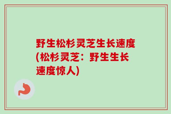 野生松杉灵芝生长速度(松杉灵芝：野生生长速度惊人)