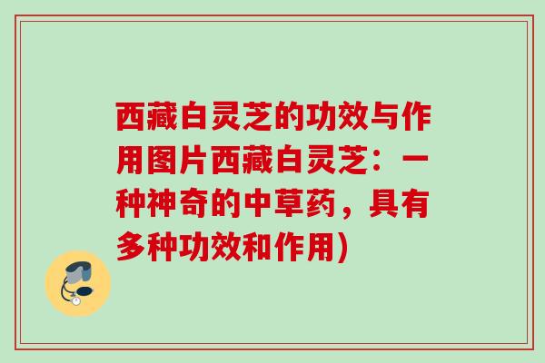 西藏白灵芝的功效与作用图片西藏白灵芝:一种神奇的中草药,具有多种功效和作用) 西藏白灵芝的功效与作用图片西藏白灵芝:一种神奇的中草药,具有多种功效和作用)