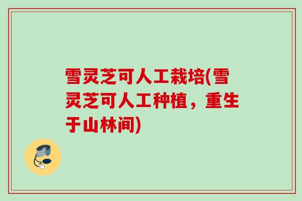 雪灵芝可人工栽培(雪灵芝可人工种植，重生于山林间)