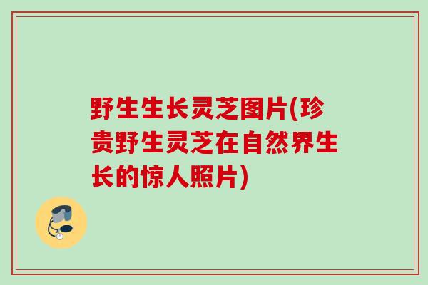 野生生长灵芝图片(珍贵野生灵芝在自然界生长的惊人照片) 野生生长灵芝图片(珍贵野生灵芝在自然界生长的惊人照片)