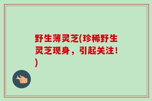 野生薄灵芝(珍稀野生灵芝现身,引起关注!) 野生薄灵芝(珍稀野生灵芝现身,引起关注!)