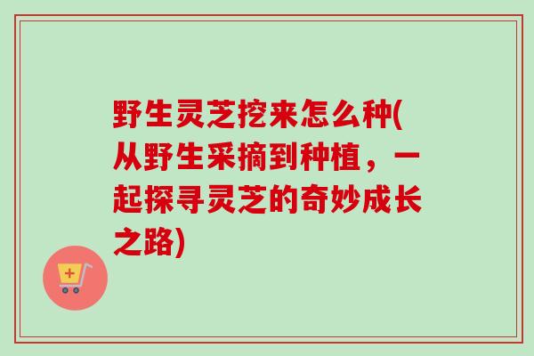 野生灵芝挖来怎么种(从野生采摘到种植，一起探寻灵芝的奇妙成长之路)