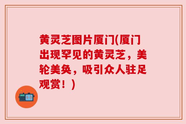 黄灵芝图片厦门(厦门出现罕见的黄灵芝，美轮美奂，吸引众人驻足观赏！)
