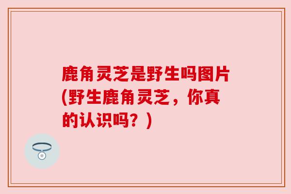 鹿角灵芝是野生吗图片(野生鹿角灵芝，你真的认识吗？)