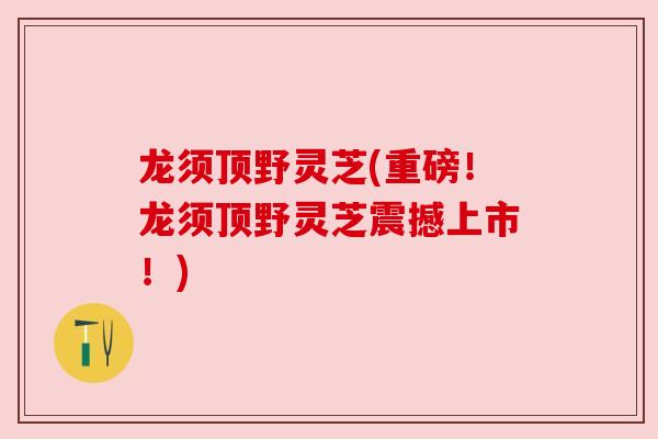 龙须顶野灵芝(重磅!龙须顶野灵芝震撼上市!) 龙须顶野灵芝(重磅!龙须顶野灵芝震撼上市!)