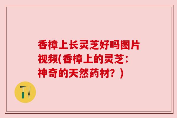 香樟上长灵芝好吗图片视频(香樟上的灵芝:神奇的天然药材?) 香樟上长灵芝好吗图片视频(香樟上的灵芝:神奇的天然药材?)