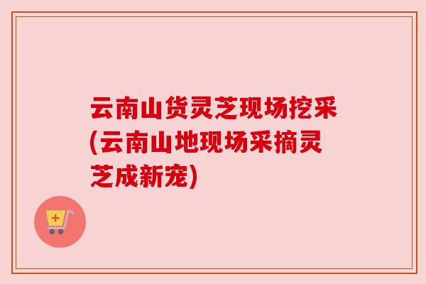 云南山货灵芝现场挖采(云南山地现场采摘灵芝成新宠)