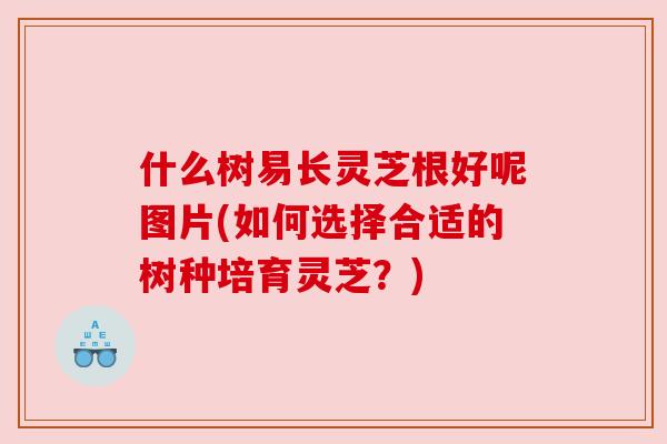 什么树易长灵芝根好呢图片(如何选择合适的树种培育灵芝?) 什么树易长灵芝根好呢图片(如何选择合适的树种培育灵芝?)