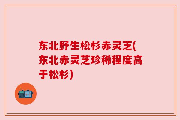 东北野生松杉赤灵芝(东北赤灵芝珍稀程度高于松杉)