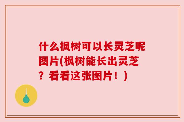什么枫树可以长灵芝呢图片(枫树能长出灵芝?看看这张图片!) 什么枫树可以长灵芝呢图片(枫树能长出灵芝?看看这张图片!)