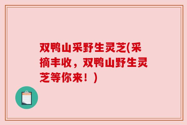 双鸭山采野生灵芝(采摘丰收,双鸭山野生灵芝等你来!) 双鸭山采野生灵芝(采摘丰收,双鸭山野生灵芝等你来!)