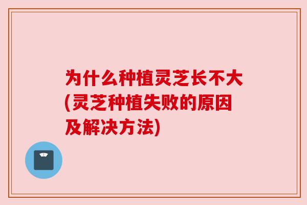 为什么种植灵芝长不大(灵芝种植失败的原因及解决方法) 为什么种植灵芝长不大(灵芝种植失败的原因及解决方法)