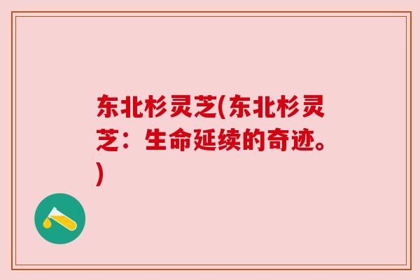 东北杉灵芝(东北杉灵芝:生命延续的奇迹。) 东北杉灵芝(东北杉灵芝:生命延续的奇迹。)