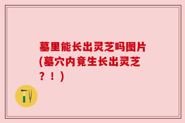 墓里能长出灵芝吗图片(墓穴内竟生长出灵芝?!) 墓里能长出灵芝吗图片(墓穴内竟生长出灵芝?!)
