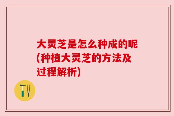 大灵芝是怎么种成的呢(种植大灵芝的方法及过程解析) 大灵芝是怎么种成的呢(种植大灵芝的方法及过程解析)