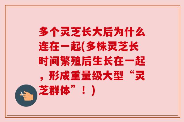 多个灵芝长大后为什么连在一起(多株灵芝长时间繁殖后生长在一起，形成重量级大型“灵芝群体”！)