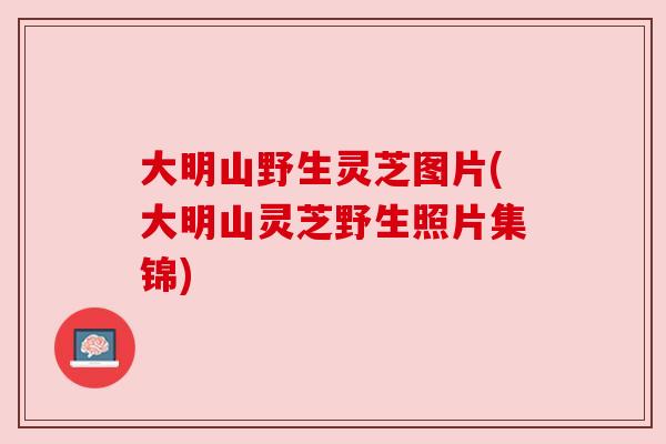大明山野生灵芝图片(大明山灵芝野生照片集锦) 大明山野生灵芝图片(大明山灵芝野生照片集锦)