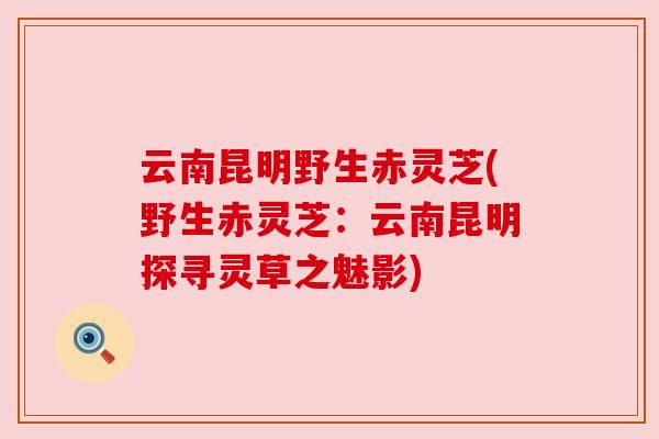 云南昆明野生赤灵芝(野生赤灵芝:云南昆明探寻灵草之魅影) 云南昆明野生赤灵芝(野生赤灵芝:云南昆明探寻灵草之魅影)