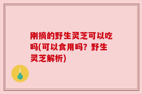 刚摘的野生灵芝可以吃吗(可以食用吗?野生灵芝解析) 刚摘的野生灵芝可以吃吗(可以食用吗?野生灵芝解析)