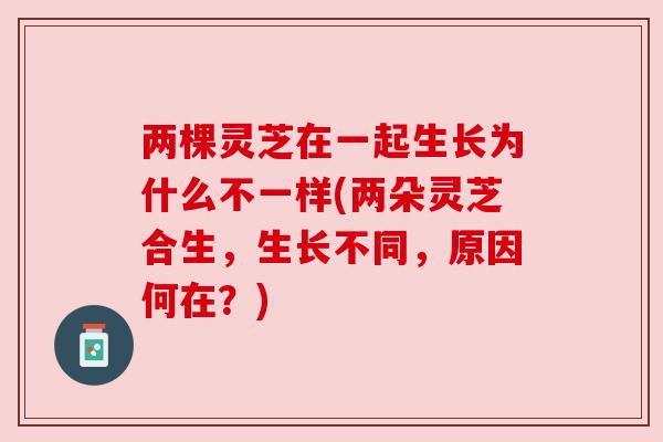 两棵灵芝在一起生长为什么不一样(两朵灵芝合生，生长不同，原因何在？)
