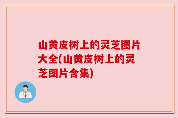山黄皮树上的灵芝图片大全(山黄皮树上的灵芝图片合集) 山黄皮树上的灵芝图片大全(山黄皮树上的灵芝图片合集)