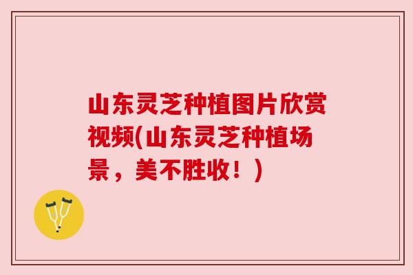 山东灵芝种植图片欣赏视频(山东灵芝种植场景，美不胜收！)