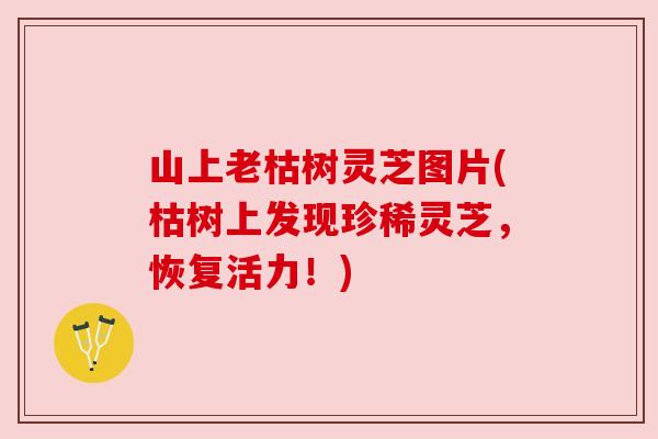 山上老枯树灵芝图片(枯树上发现珍稀灵芝,恢复活力!) 山上老枯树灵芝图片(枯树上发现珍稀灵芝,恢复活力!)