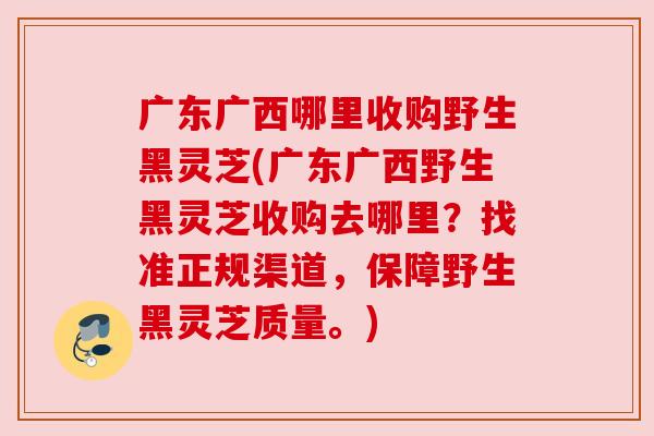 广东广西哪里收购野生黑灵芝(广东广西野生黑灵芝收购去哪里?找准正规渠道,保障野生黑灵芝质量。) 广东广西哪里收购野生黑灵芝(广东广西野生黑灵芝收购去哪里?找准正规渠道,保障野生黑灵芝质量。)