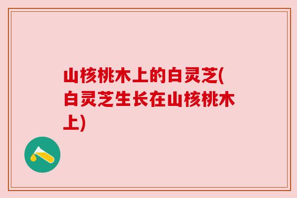 山核桃木上的白灵芝(白灵芝生长在山核桃木上) 山核桃木上的白灵芝(白灵芝生长在山核桃木上)