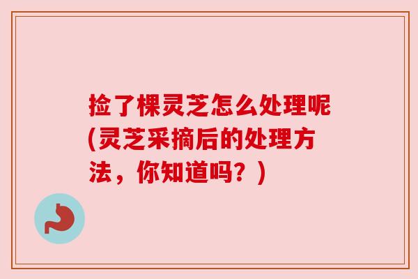 捡了棵灵芝怎么处理呢(灵芝采摘后的处理方法,你知道吗?) 捡了棵灵芝怎么处理呢(灵芝采摘后的处理方法,你知道吗?)